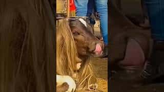 animals funny video !! mysteriousworldtamil